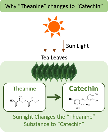 Green Teas That Are 2nd And 3rd Harvested, The Summer - Theanine In Tea (439x535), Png Download