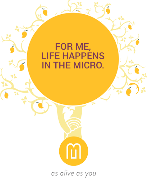 About Us - Mango Hotels (473x570), Png Download