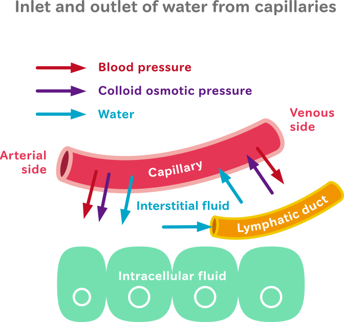 To Propose An Appropriate Method Of Fluid Intake Based - Fluid Distribution In Human Body (672x628), Png Download