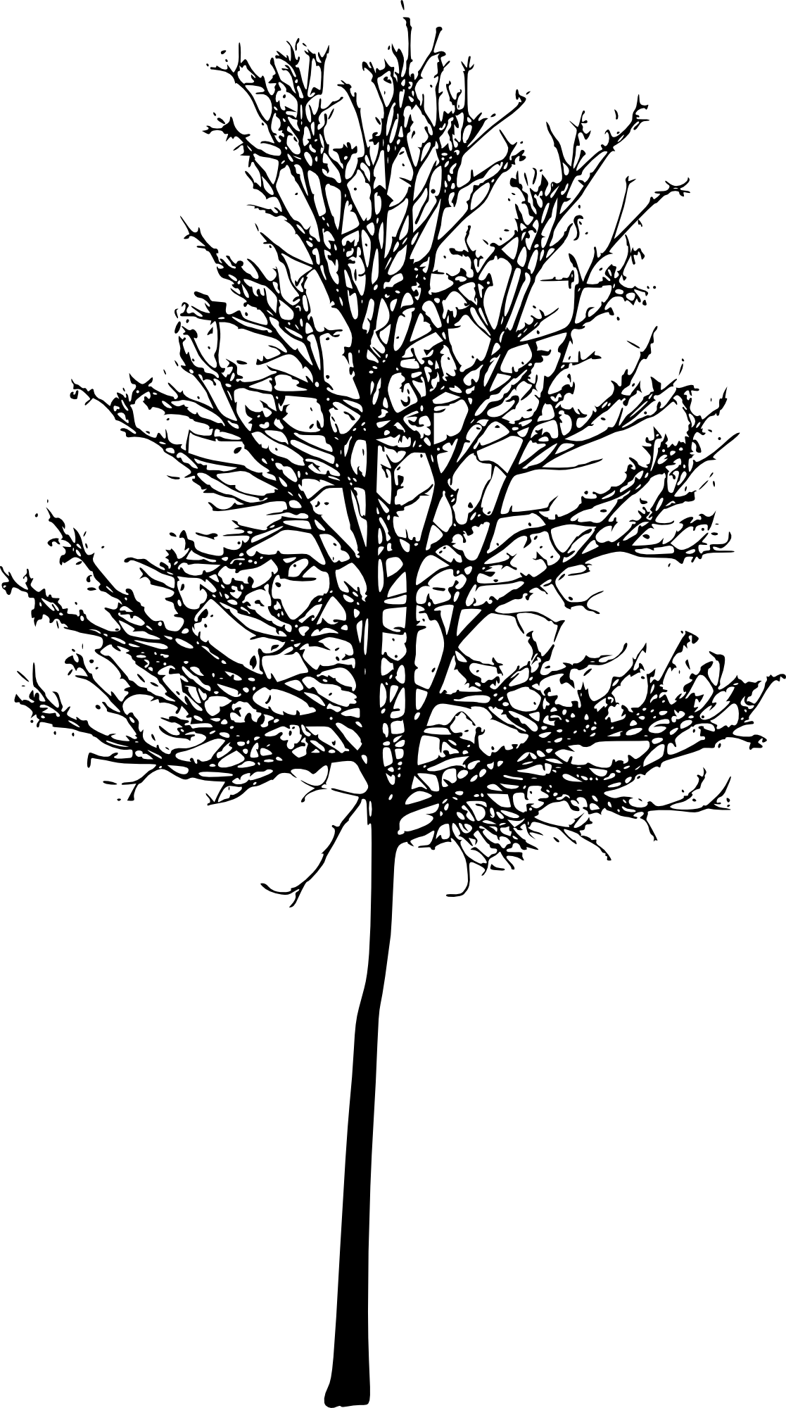 Tree Silhouette Png Roots - Portable Network Graphics (1117x2000), Png Download