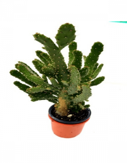 Opuntia Ficus-indica Cactus Plant - Cactus (540x693), Png Download