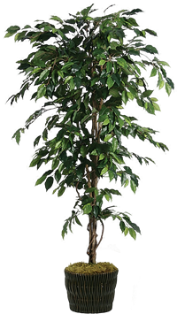 Silk Ficus Tree In Basket - Transparent Ficus Tree Png (648x432), Png Download