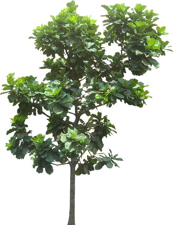 Pin By Putichai Sam On Tree Cut Out/ Cambodian Plants - Fig Tree Png (590x753), Png Download