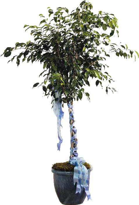 Ficus Tree - Talleys Florist (684x800), Png Download