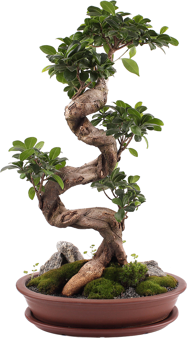 We Are Ficus, A Shopify Plus Design And Development - Home Focus At Hickeys (600x1100), Png Download