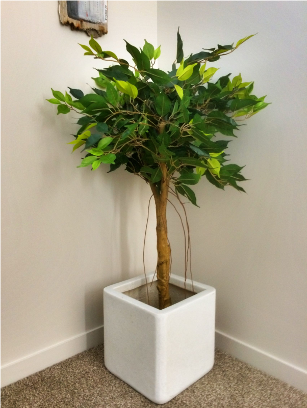 Artificial Ficus Tree Fc17683 - Weeping Fig (800x800), Png Download