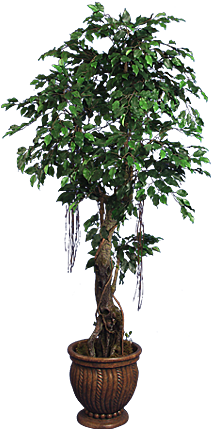 Tpt 1329- Ficus Benjamina (275x450), Png Download