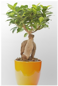 Tree (400x400), Png Download