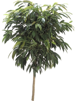 Ficus Amstel King - Ficus Binnendijkii Amstel King (337x450), Png Download