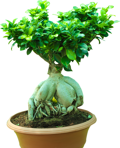 Ficus Retusa (600x600), Png Download