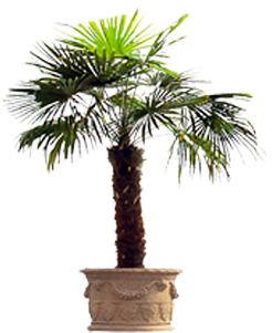 Vnvn Web Design Product - 植物 贴 图 (350x350), Png Download