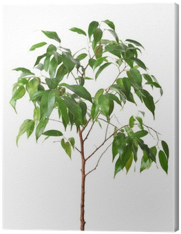 Green Ficus Tree Isolated White - Weeping Fig (400x400), Png Download