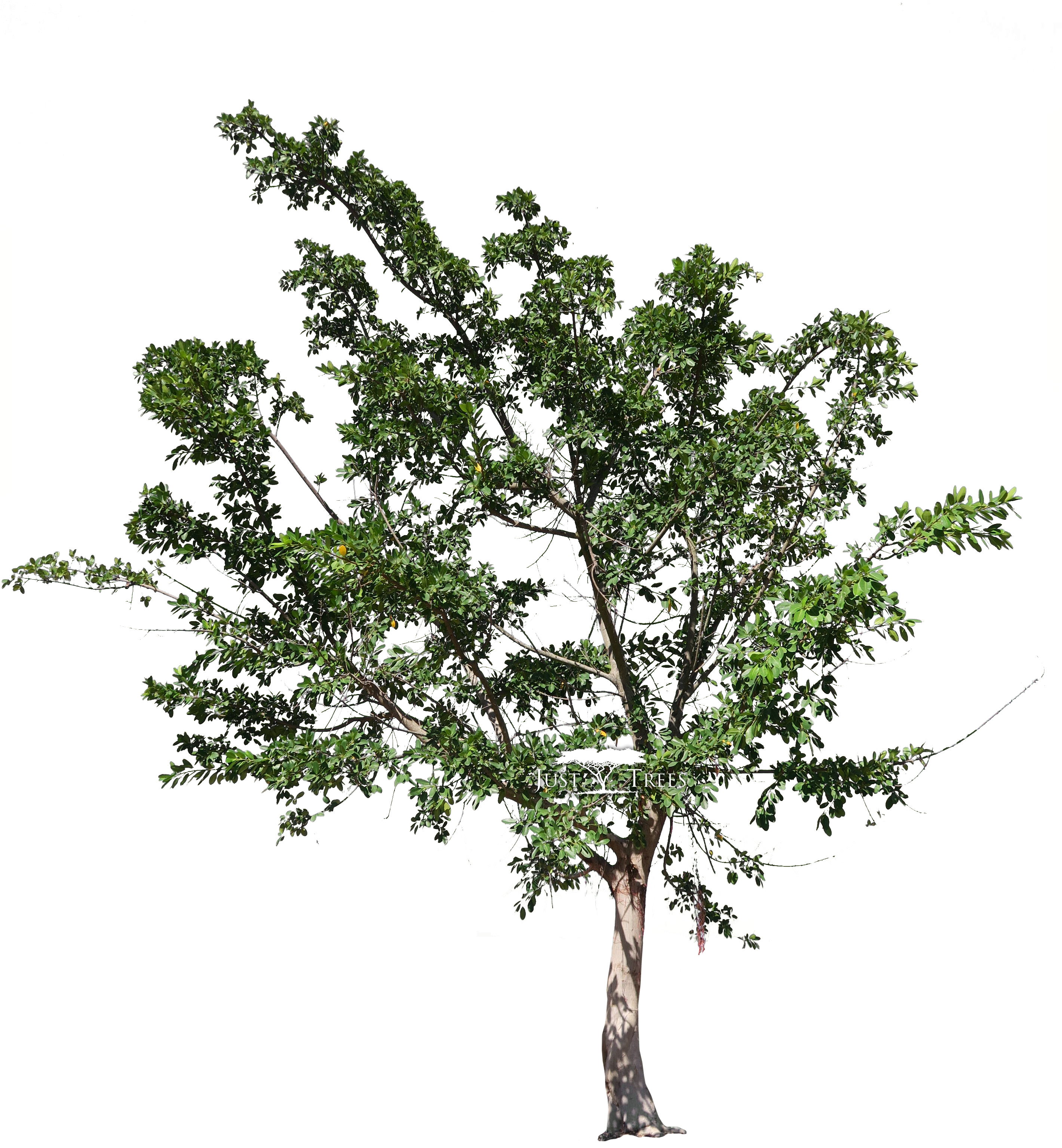 Ficus Natalensis (2880x3265), Png Download