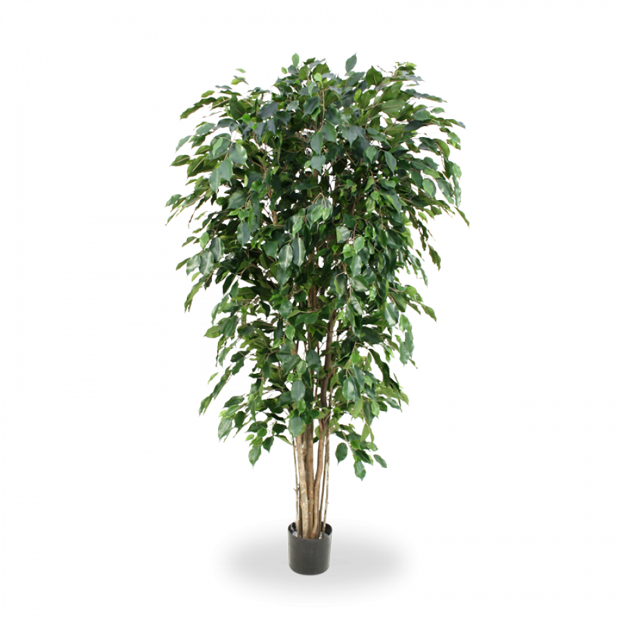 Artificial Ficus Exotica Deluxe 180 Cm Green - Artificial Areca Palm Tree (900x900), Png Download