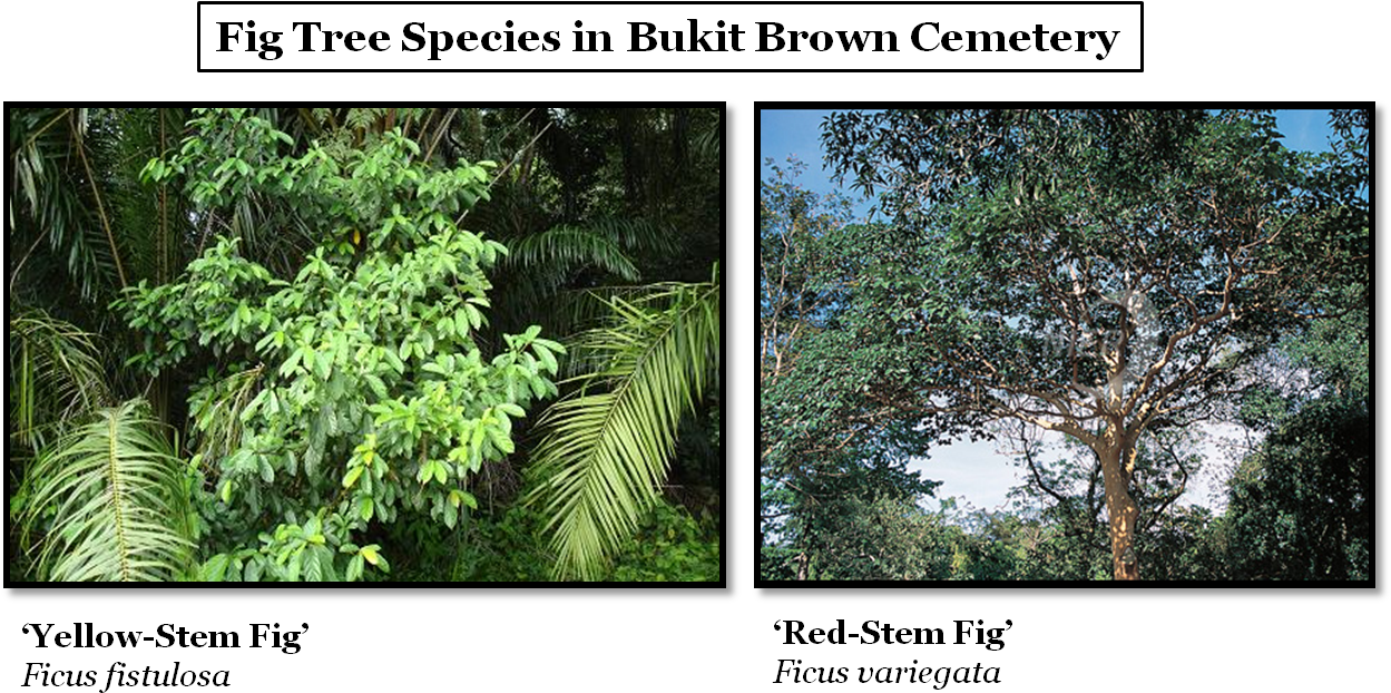 The Most Common Fig Trees Found At Bukit Brown Are - Common Fig (1254x635), Png Download