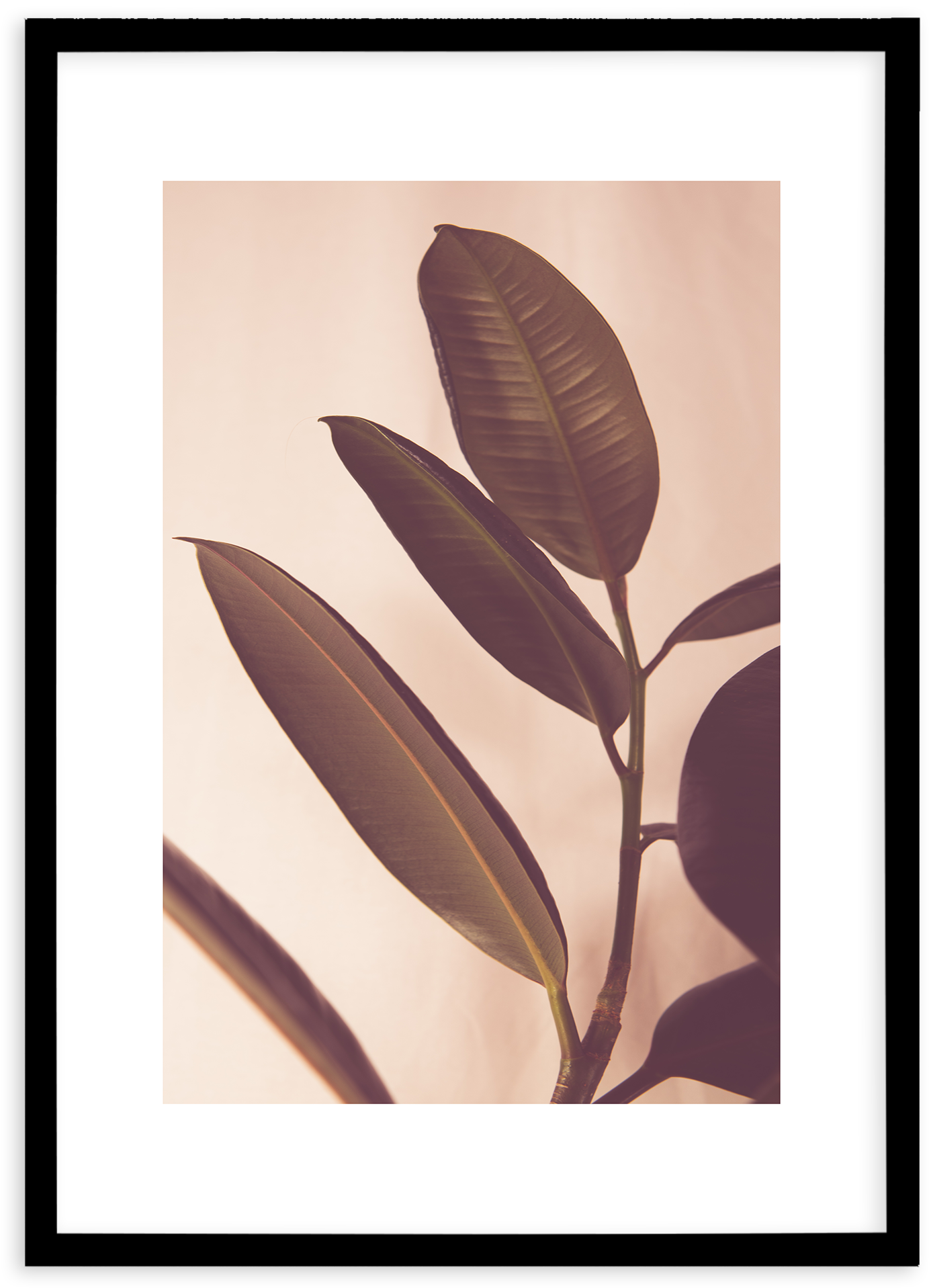 Blushing Ficus No I - Twig (1874x2336), Png Download