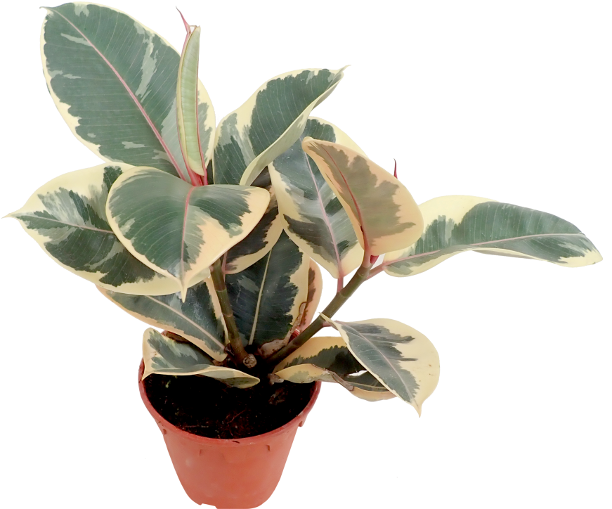 Rubber Fig (910x1155), Png Download