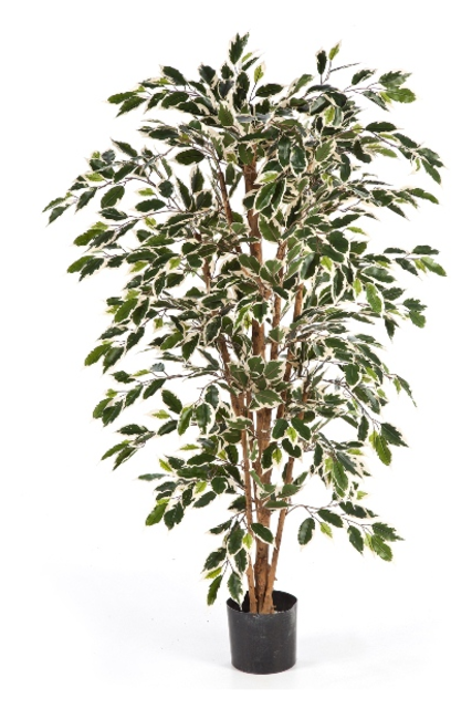 Ficus Nitida Mixed, 120cm - Parlor Palm Png (640x640), Png Download