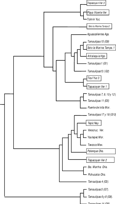 Msp1a Cepas De Estudio En Recuadro Y Cepas Mexicanas - Arbol Filogenetico De Allium Cepa (446x782), Png Download