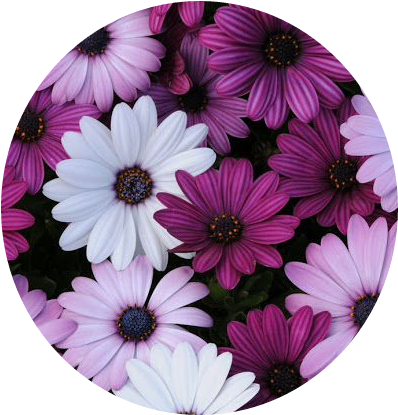 Tumblr Flower Flowers Flores Purple White Blanco Morado - Spanish Daisy 'akila' Mix (398x415), Png Download