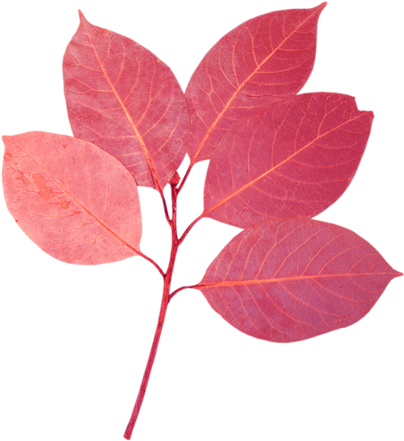 Flores Y Hojas Png (467x500), Png Download