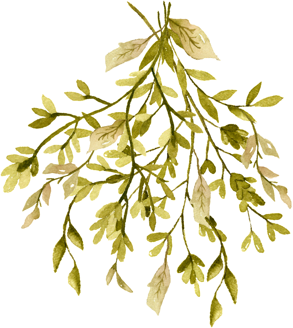 Autumn Dense Branches Cartoon Transparent - Plants Trivia (1024x1168), Png Download