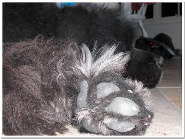 Couple The Big Paw Situation With The Fact That This - Hooded Skunk (400x303), Png Download