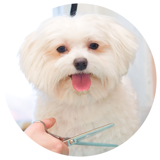 Home-icon A White Dog Having A Hair Cut - Pawlished Paws Boutique & Spa (518x518), Png Download