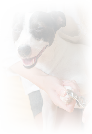 Pre-surgical Policy - Pit Bull (311x452), Png Download