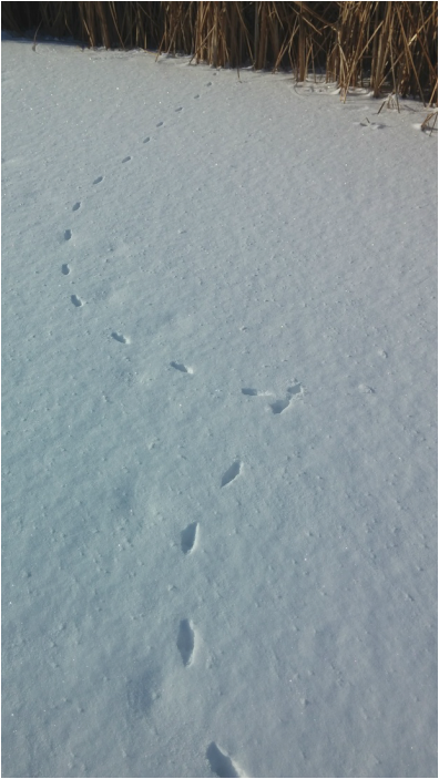 Picture - Earth (396x703), Png Download