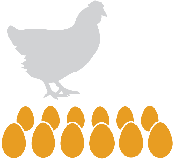 Eggs Dozen - Hen Silhouette (601x601), Png Download
