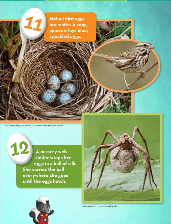 Eggs Ranger Rick Jr April 2016 - Ranger Rick (1152x756), Png Download