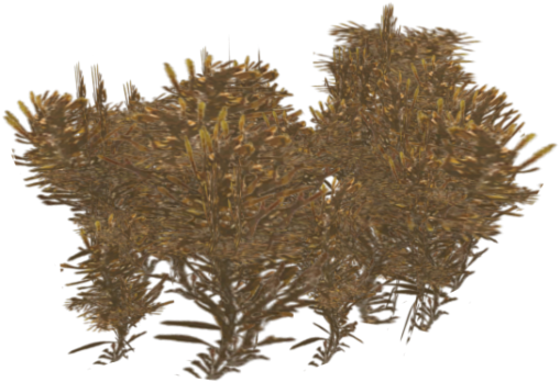Sargasso Weed - Sargassum Png (510x510), Png Download