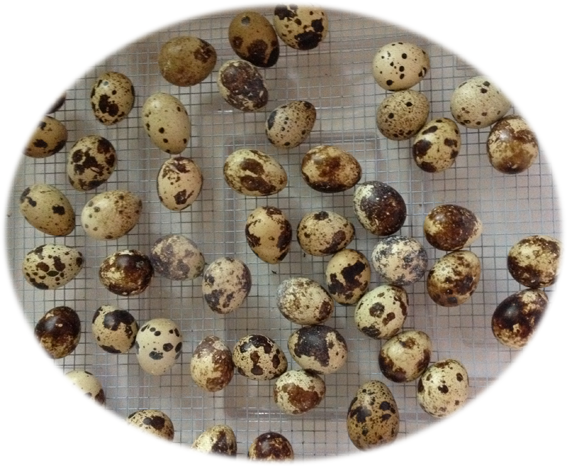 While Our Eggs Range Between Large And Extra Large - Rum Ball (567x466), Png Download