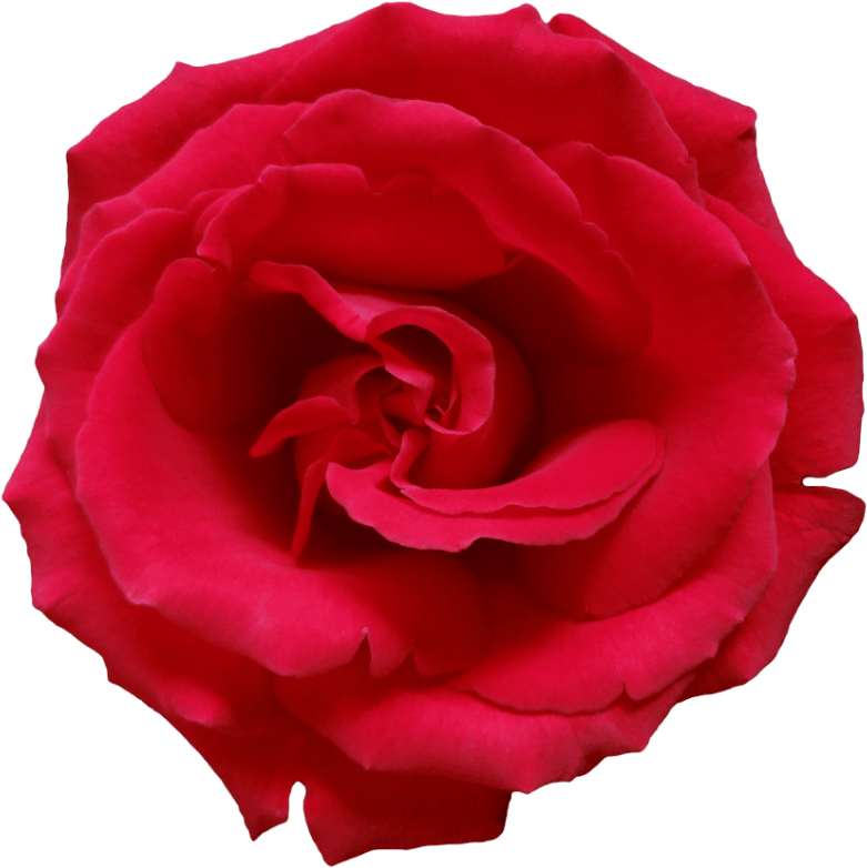 Free Png Red Rose Png Images Transparent - Light Red Rose Png (850x830), Png Download