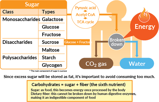 An Efficient Energy Source - Food Energy Source Human Body (549x354), Png Download