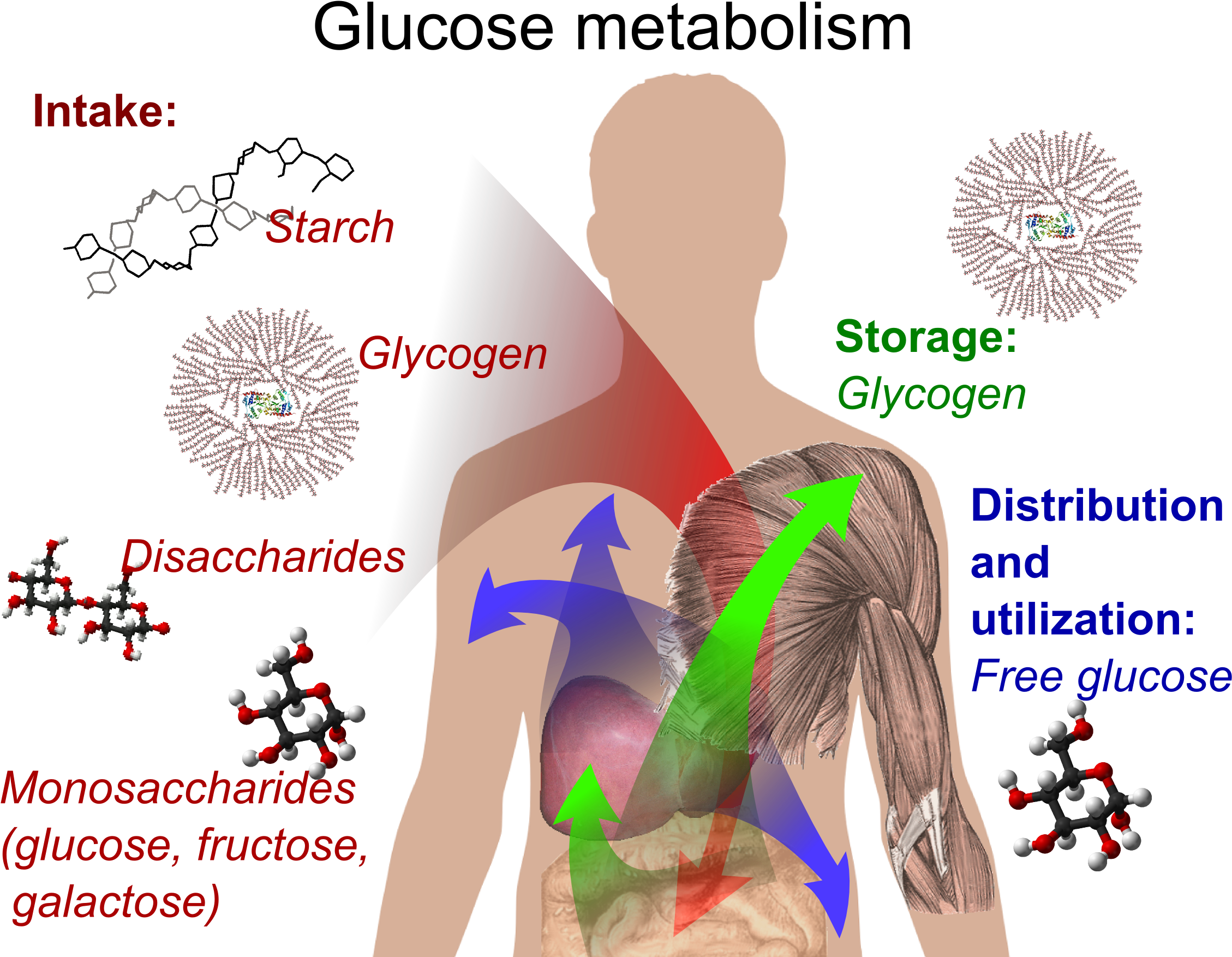 Glucose Metabolism And Various Forms Of It In The Process - Diabetes Is A Metabolism Disorder (2317x1800), Png Download