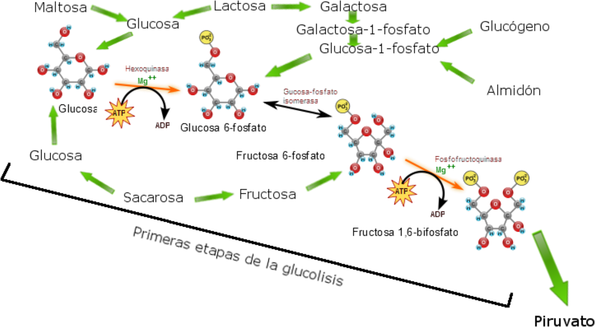 Open - Metabolic Reactions That Make Up Glycolysis (2000x1113), Png Download