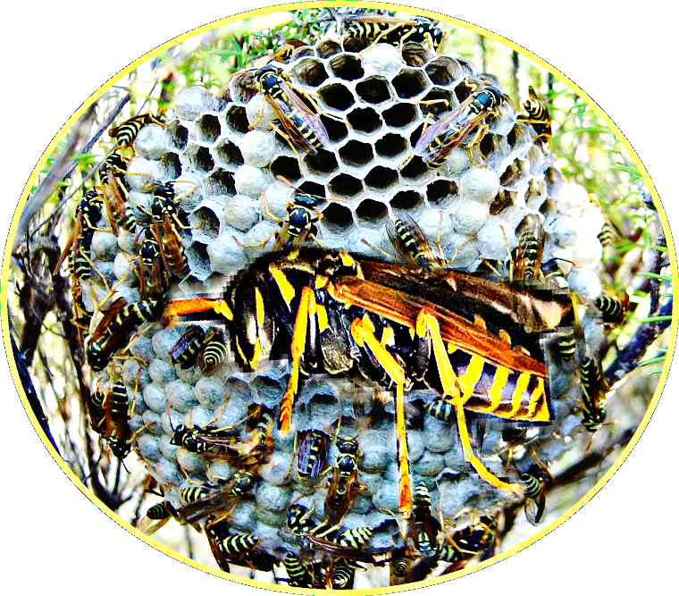 Paper Wasp (760x667), Png Download