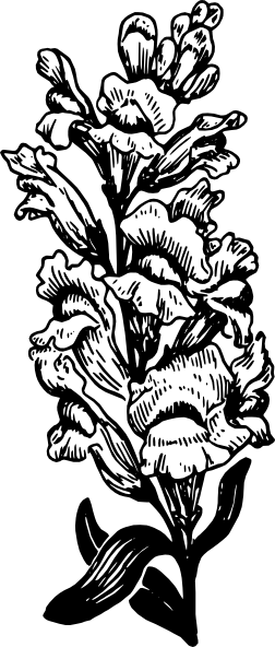 Snapdragon Drawing (252x592), Png Download