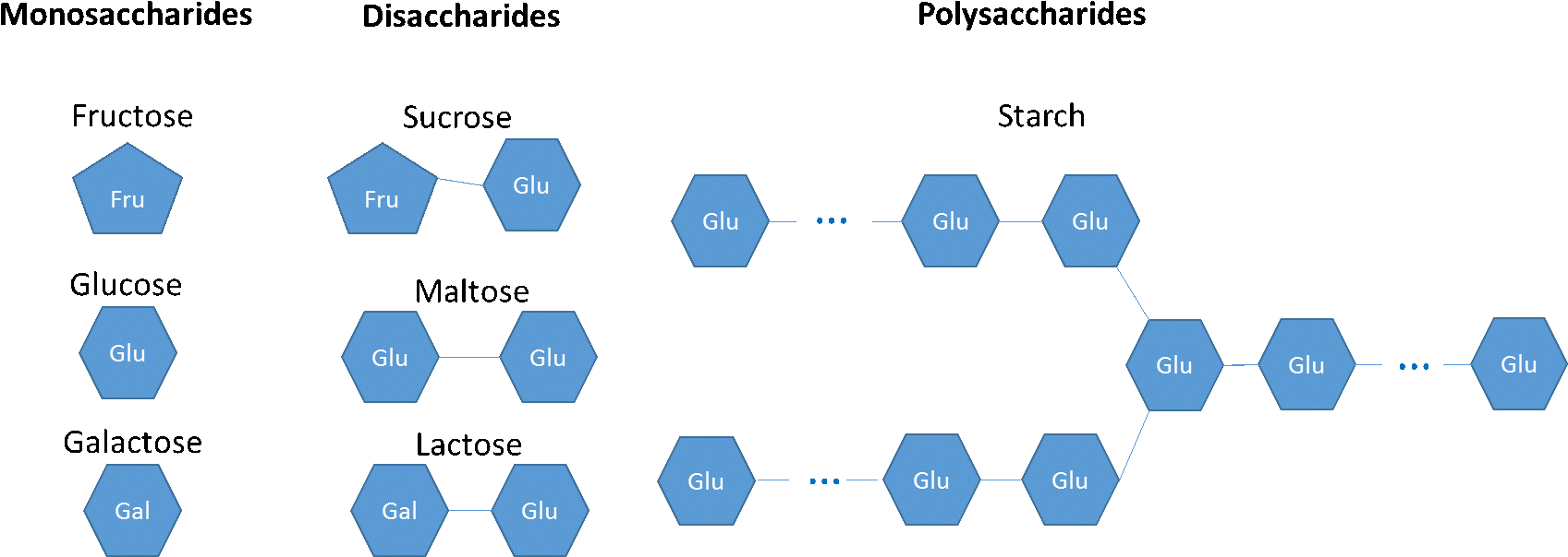 Monosaccharides Are Glucose, Fructose, Galactose - Carbohydrate (1723x626), Png Download