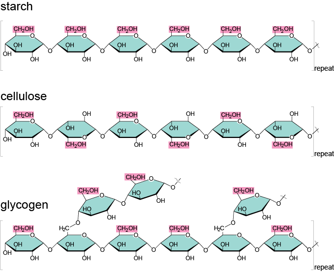 Starch Cellulose And Glycogen (679x554), Png Download