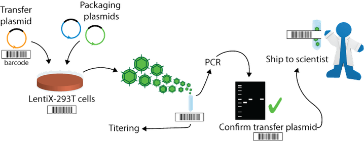 Diagram Of Viral Production - Mycoplasma (718x279), Png Download