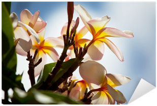 Hawaii (400x400), Png Download