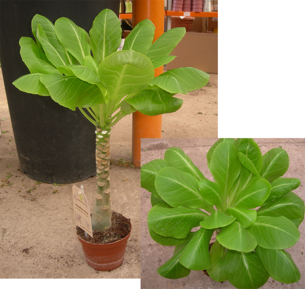 El Factor Más Importante En El Buen Mantenimiento De - Flowerpot (1000x947), Png Download