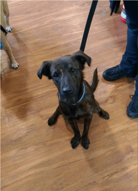 Snickers Adopted Into A Forever Home - Companion Dog (800x750), Png Download