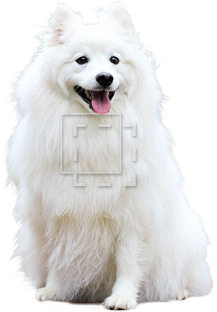 Parent Category - Sweet Happy Fluffy White Spitz Puppy Dog Pet Journal (450x450), Png Download