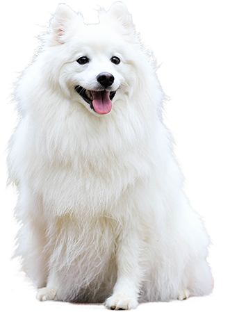 With Santa Hat Png Svg Transparent Download A Cutout - Sweet Happy Fluffy White Spitz Puppy Dog Pet Journal (450x450), Png Download