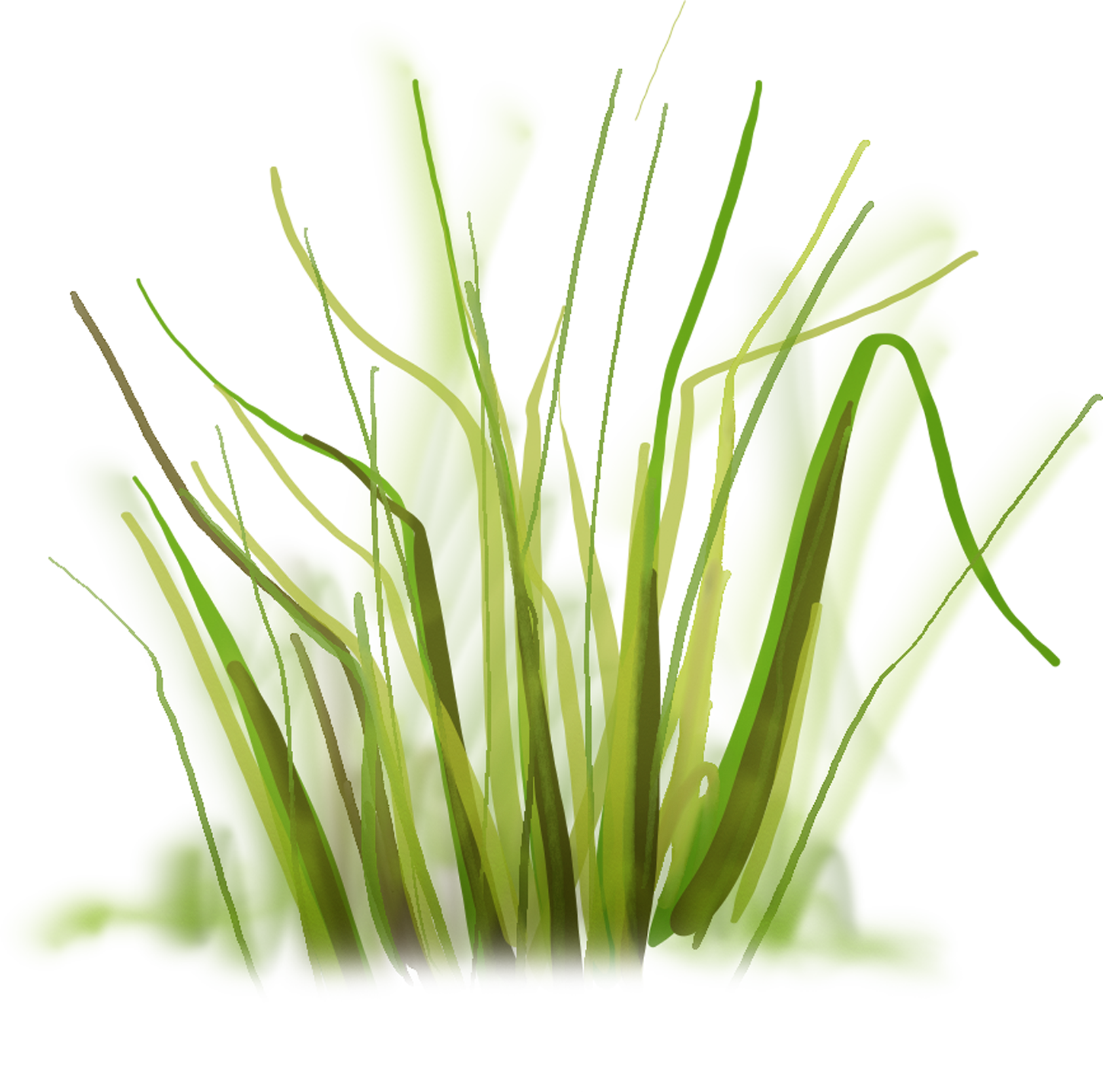 Hierba Greenery, Grass, Passion, Plants, Flowers, Free, - Drawing (1625x1610), Png Download