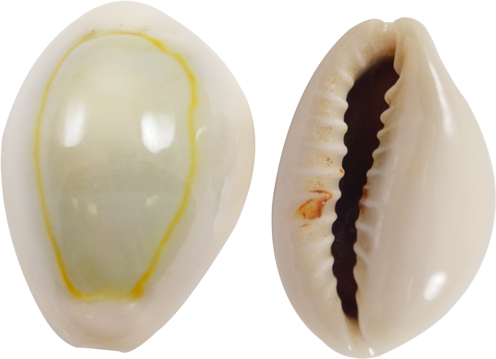Ring Top Cowrie Shells - Ring Top Cowrie Shells Seashells .5-.75" 1 Kilo (1100x1100), Png Download